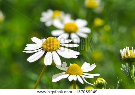 Chamomile. Chamomile field in bloom, Chamomile flowers on a meadow close -up,