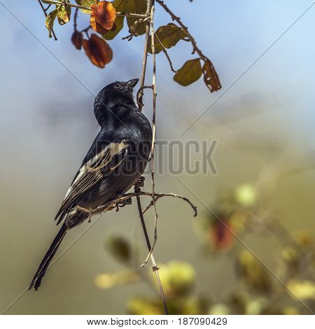 African black tit in Kruger national park, South Africa ; Specie Melaniparus niger family of Paridae