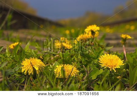 Close up of dandelion growing on railroad track at stormy weather