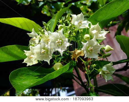 Vallaris Glabra, Kuntze