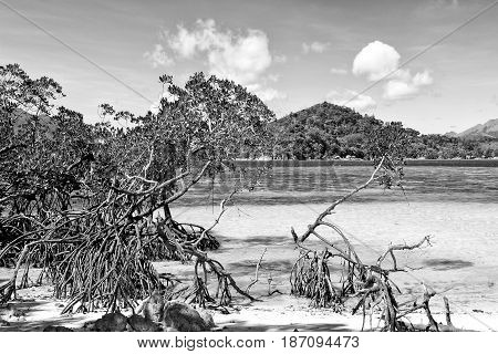In The Beautiful  Island Cosatline And Tree