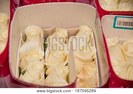 Bunch of beautiful dozen of blosoming white rose bouquet .