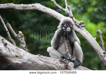 Dusky leaf monkey Spectacled Langur in Thailand