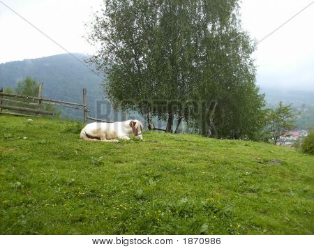 Pony su un prato