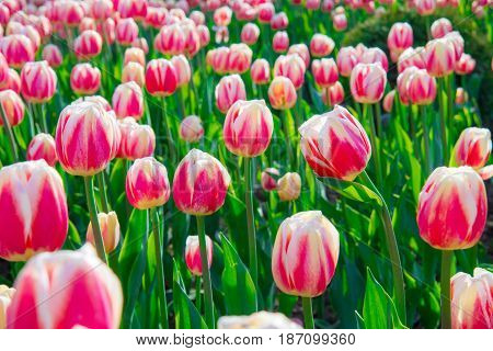 Beautiful tulips in the big spring garden