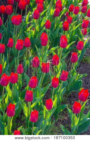 Beautiful tulips in the big spring garden