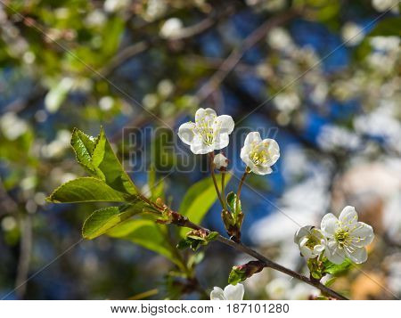 Blossom of bird-cherry tree close-up with bokeh background selective focus shallow DOF.