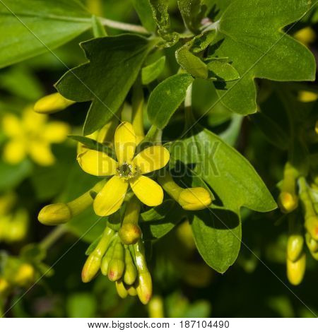 Buffalo or Golden currant Ribes aureum flowers close-up with bokeh background selective focus shallow DOF.
