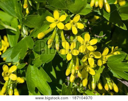 Buffalo or Golden currant Ribes aureum flowers close-up with bokeh background selective focus shallow DOF.
