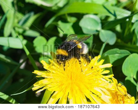 Bumblebee on a dandelion portrait macro with bokeh background selective focus shallow DOF.