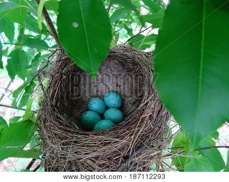 Small blue eggs of a wild bird in the nest