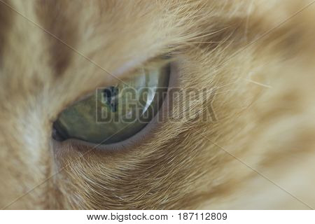 Green eye cat close up looks into the lens
