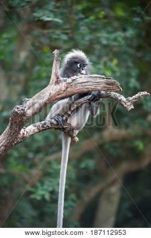Dusky leaf monkey Spectacled Langur in Thailand