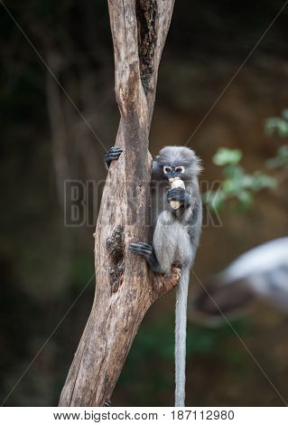 Dusky leaf monkey Spectacled Langur in Thailand