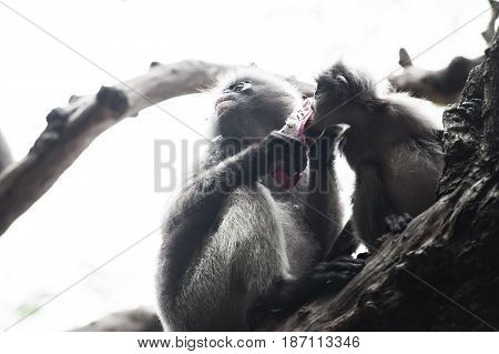 Baby and mother dusky leaf monkey Spectacled Langur in Thailand