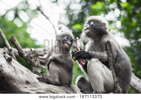 Baby and mother dusky leaf monkey Spectacled Langur in Thailand