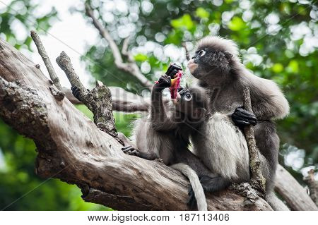 Baby and mother dusky leaf monkey Spectacled Langur in Thailand