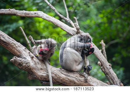 Baby and mother dusky leaf monkey Spectacled Langur in Thailand