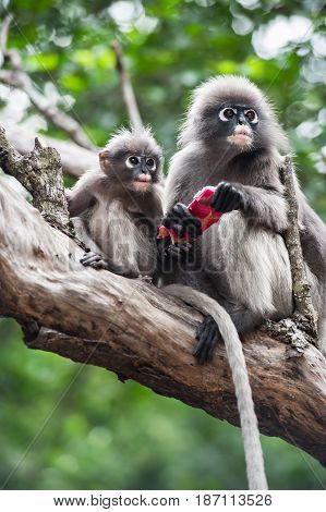 Baby and mother dusky leaf monkey Spectacled Langur in Thailand