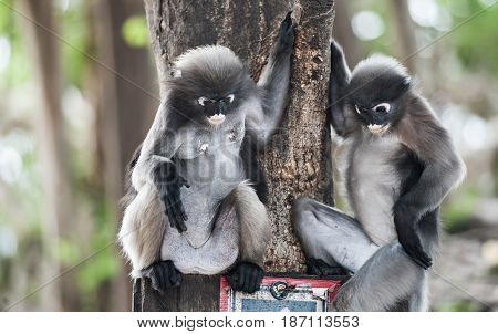 Dusky leaf monkey Spectacled Langur in Thailand
