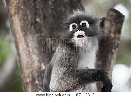 Dusky leaf monkey Spectacled Langur in Thailand