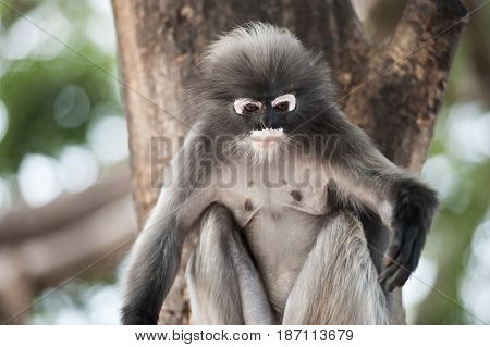 Dusky leaf monkey Spectacled Langur in Thailand