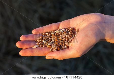 handful of wheat grains in female palm close up on soil background. harvest, agriculture, agronomics, food, production, eco concept.