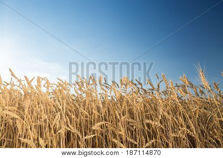 the field of the ripened gold wheat against on a blue sky background. harvest, agriculture, agronomics, food, production, eco concept. empty space for the text.