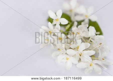 White petals yellow pollen flowers with green leaves isolated on white background Wringhtia antidysenterica Flowers