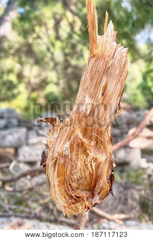 In The Forest Some Cut Trees And Neddles