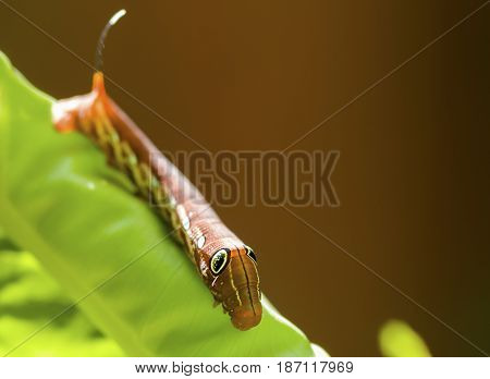 Red Daphnis nerii Caterpillar or oleander hawk-moth closeup on green leaf