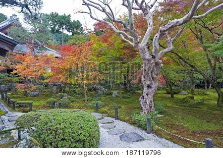 Japanese Red Maple Tree During Autumn In Garden At Enkoji Temple In Kyoto, Japan