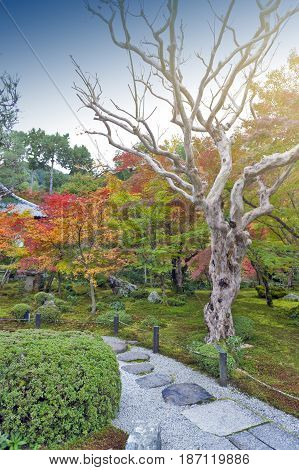 Japanese Red Maple Tree During Autumn In Garden At Enkoji Temple In Kyoto, Japan