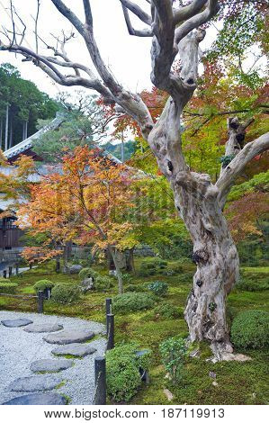 Japanese Red Maple Tree During Autumn In Garden At Enkoji Temple In Kyoto, Japan