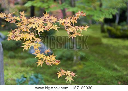 Lush Foliage Of Japanese Maple Tree During Autumn In A Garden In Kyoto, Japan