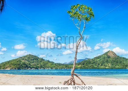 In The Beautiful  Island Cosatline And Tree