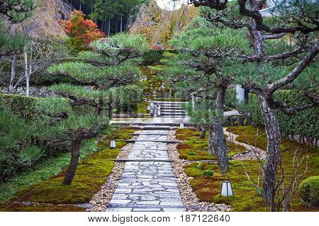 Walkway In Landscaped Garden Through An Array Of Japanese Pine Tree To Enkoji Temple In Kyoto, Japan