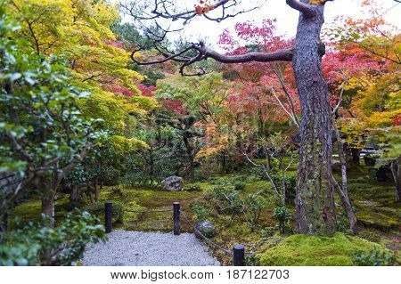 Japanese red maple tree during autumn in garden at Enkoji temple in Kyoto Japan