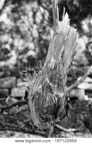 In The Forest Some Cut Trees And Neddles
