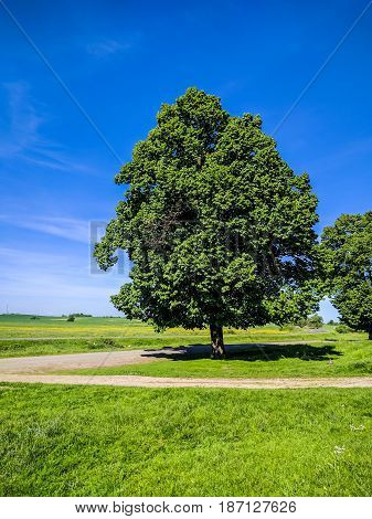 Wild Nature Ladsncape Background In The Spring Season