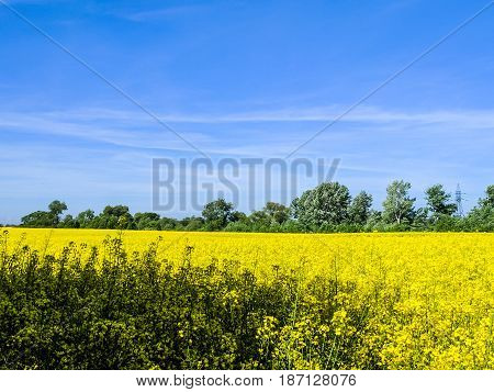 Wild Nature Ladsncape Background In The Spring Season