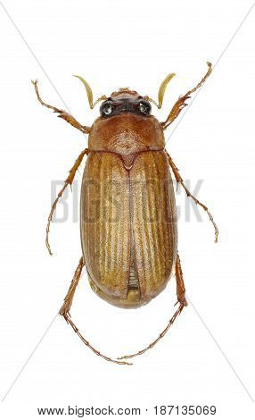 Brown Chafer on white Background - Serica brunnea (Linnaeus 1758)