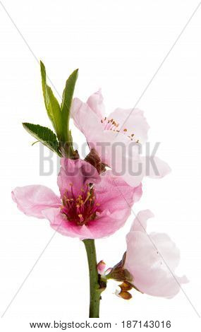 Pink Sakura flowers isolated on white background
