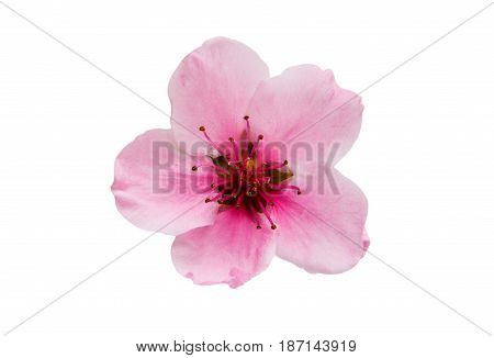 Pink Sakura flowers isolated on white background