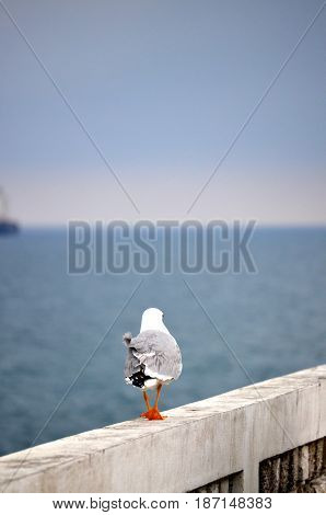 Flying gulls on an abandoned terrace in the background of the sea