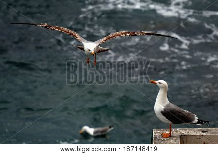 Flying gulls on an abandoned terrace in the background of the sea