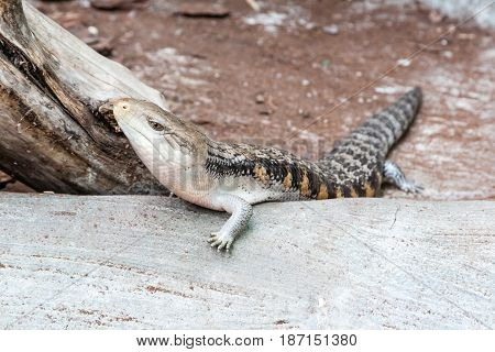 The scaling lizard scrambles forward close up