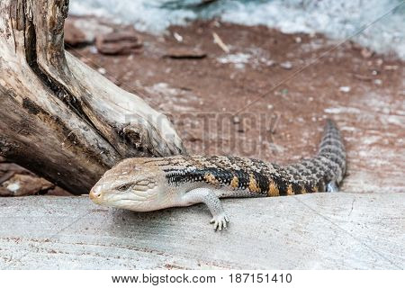 The scaling lizard scrambles forward close up