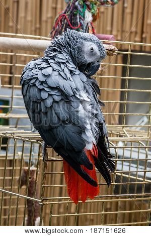 Parrot Jaco sits on a cage close up