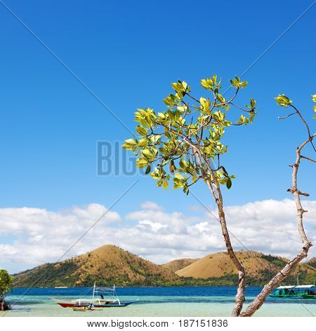 In The Beautiful  Island Cosatline And Tree